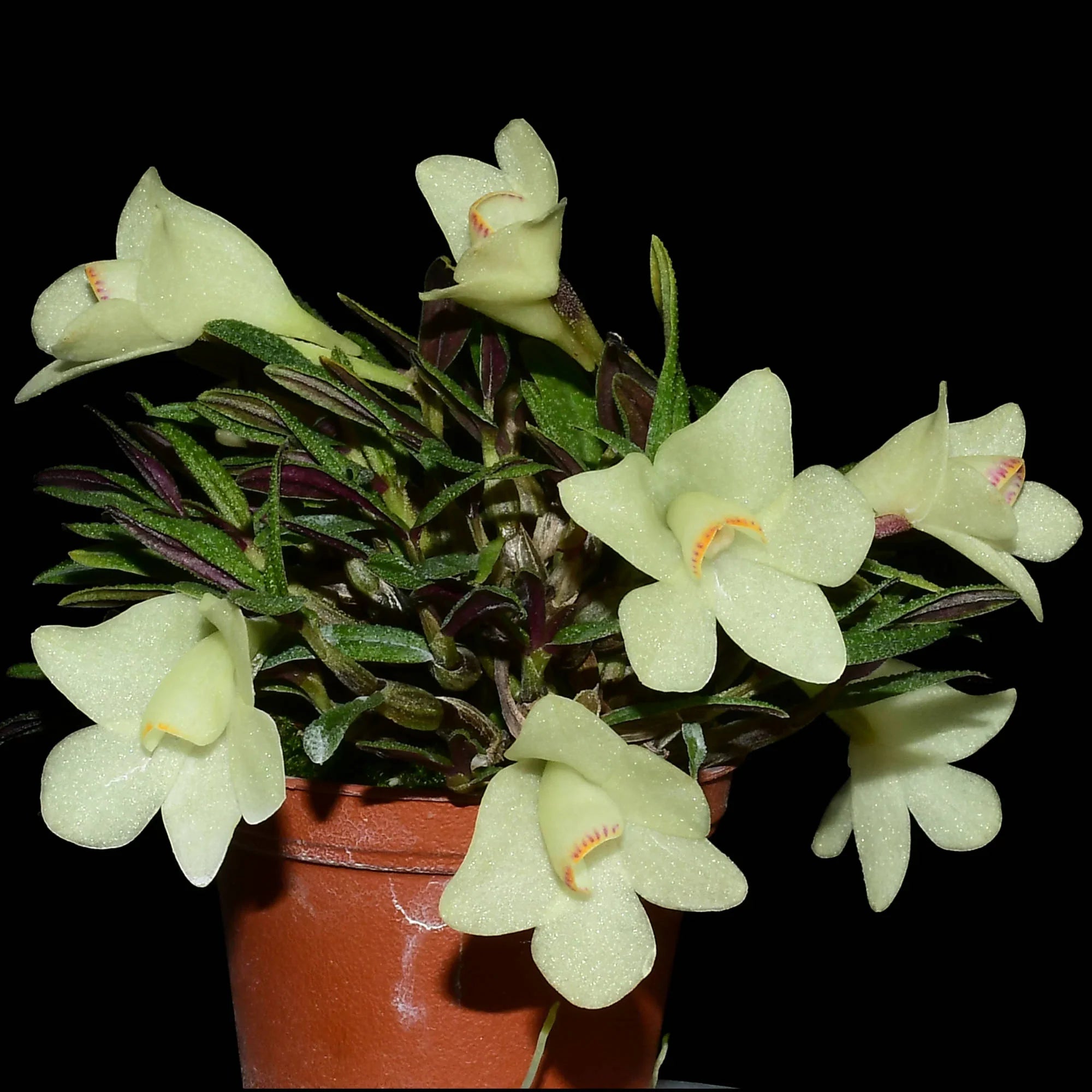 Dendrobium Pepe Portilla f. alba