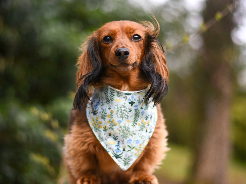 "Kiss Me" Dog Bandana
