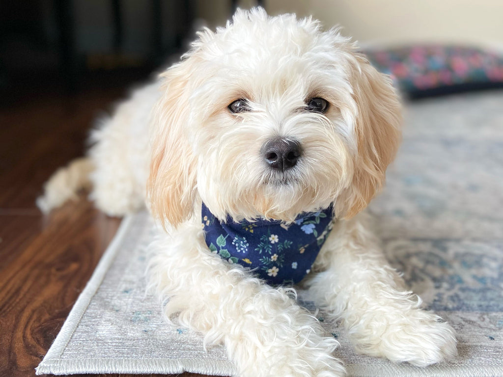 "Kiss Me" Dog Bandana