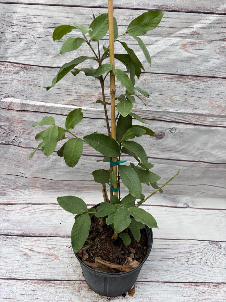 Dwarf Pineapple Guava