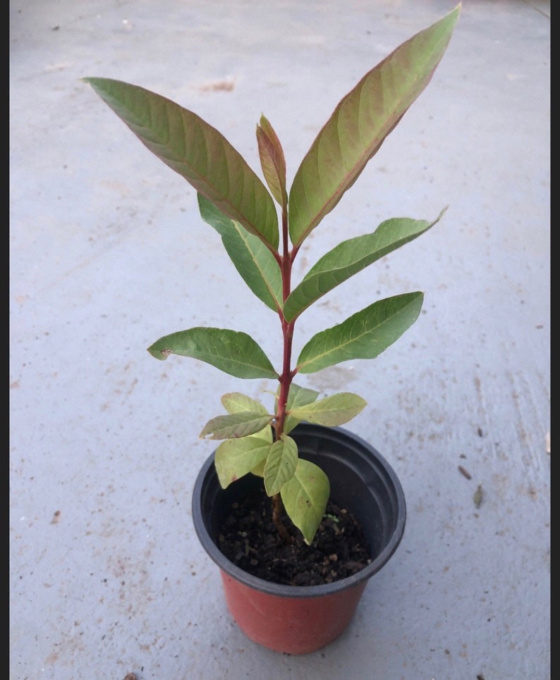 Dwarf Pineapple Guava