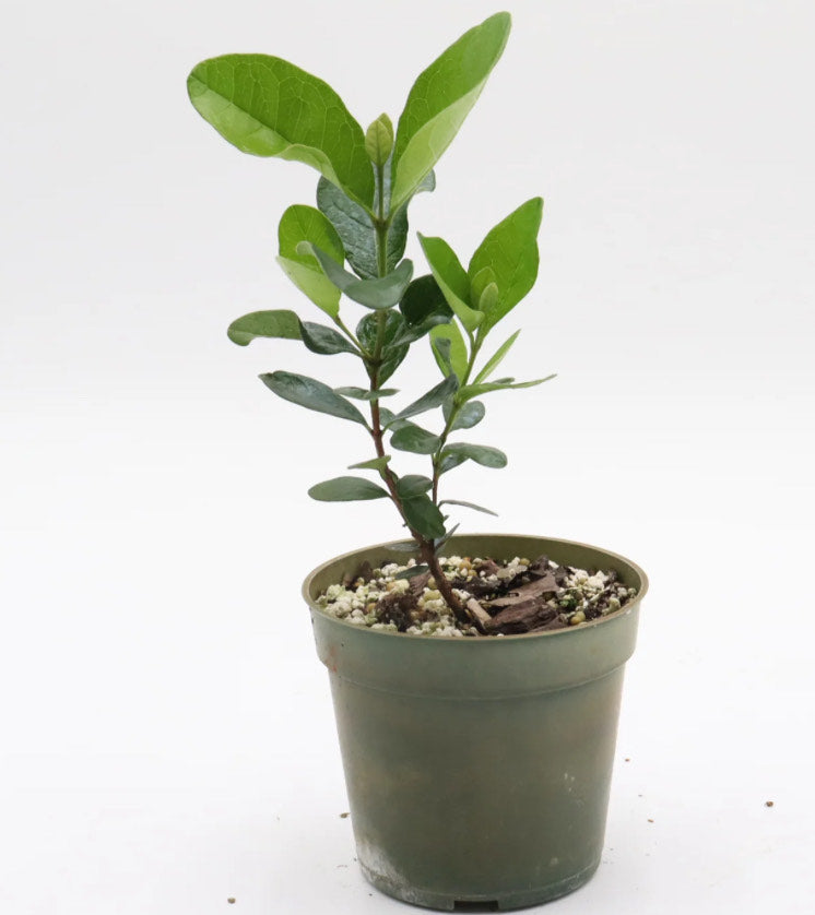 Dwarf Pineapple Guava