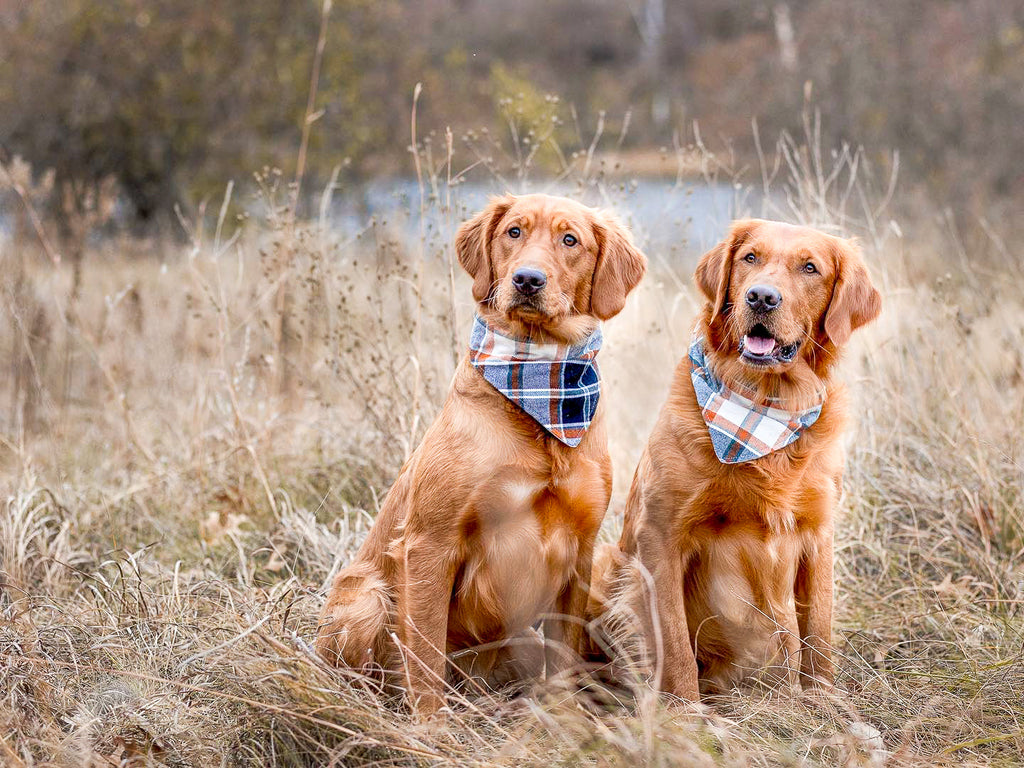 "Green Shamrocks" Dog Bandana